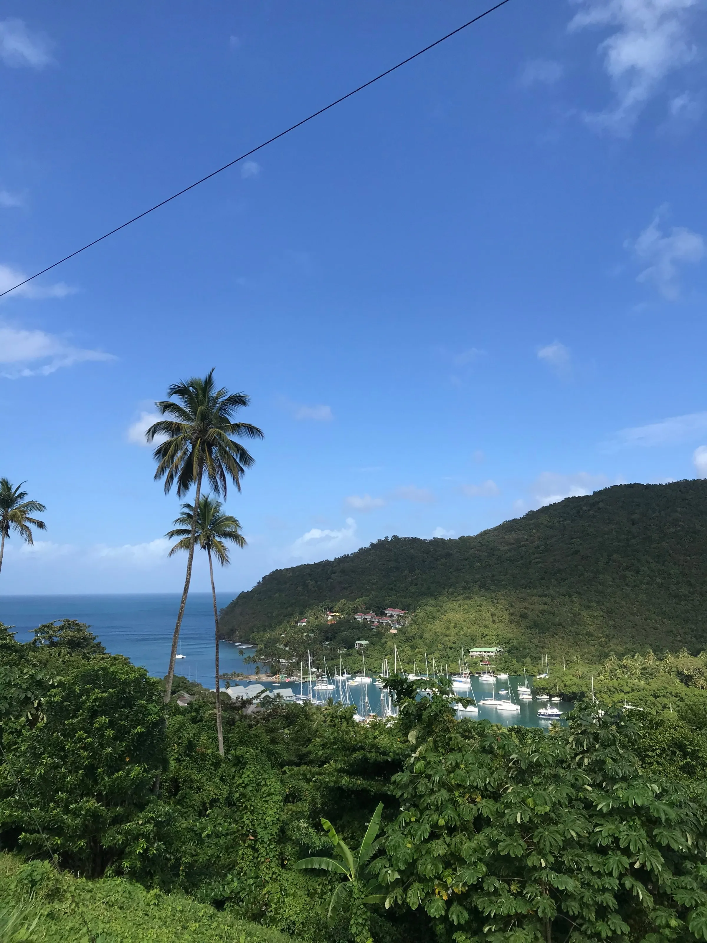 Marigot Bay filled with yachts, seen from above between two coconut palms and a wooded hill.