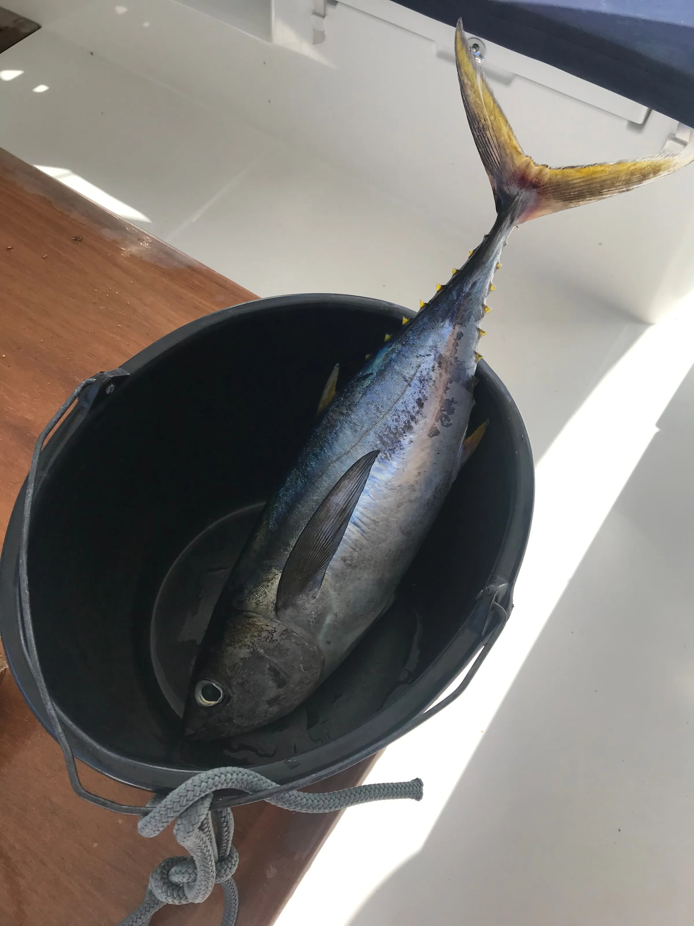 A yellowfin tuna lying in a black bucket on the deck of a boat.