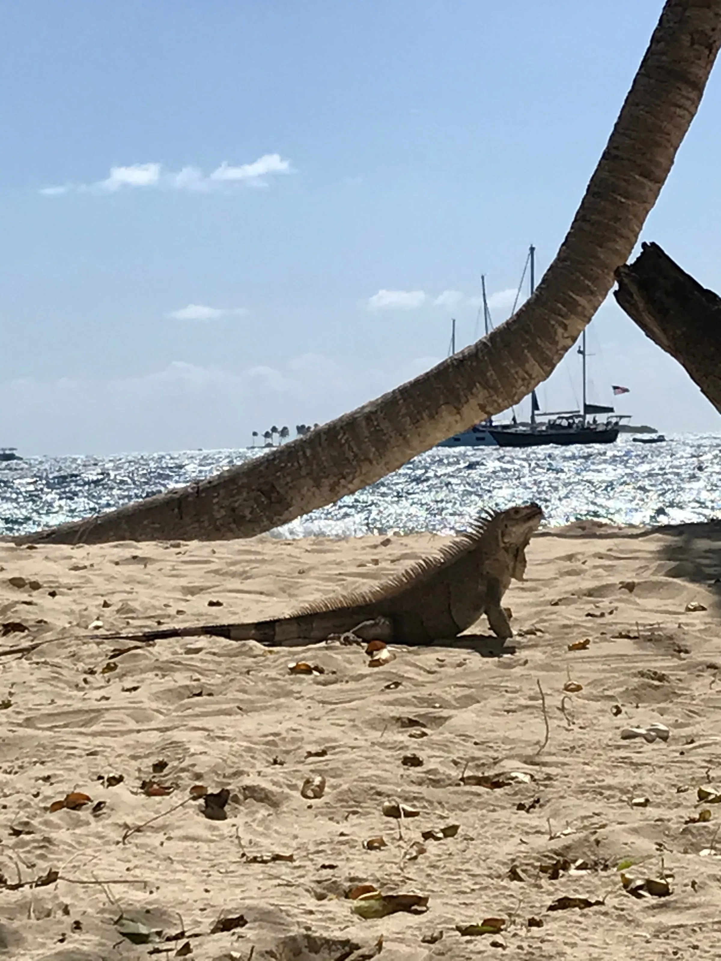 An iguana on Petit Bateau beach in the Tobago Cays, beneath a leaning coconut palm with yachts in the distance.