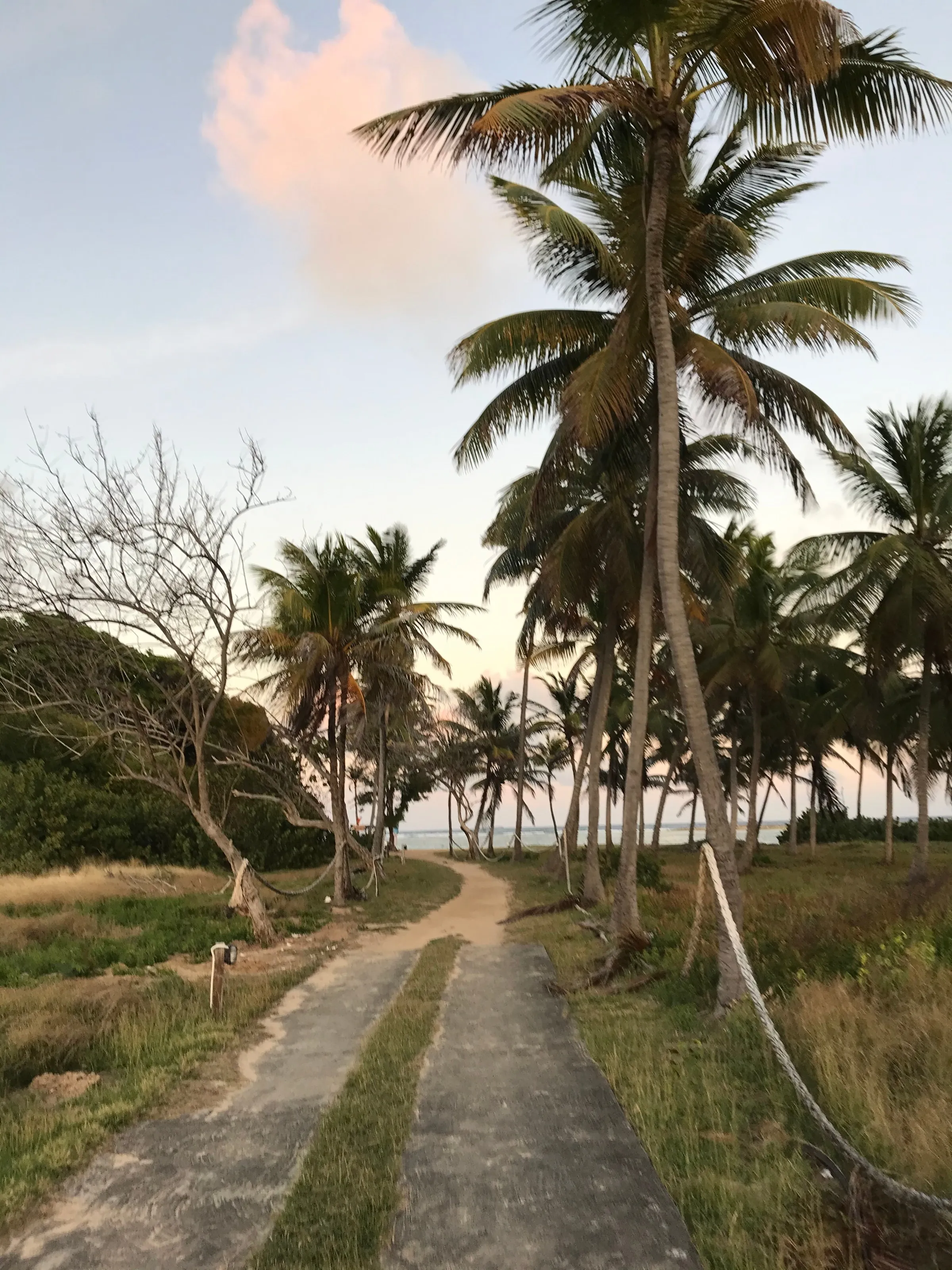 A sandy path running between coconut palms towards the sea on Union Island as daylight fades.