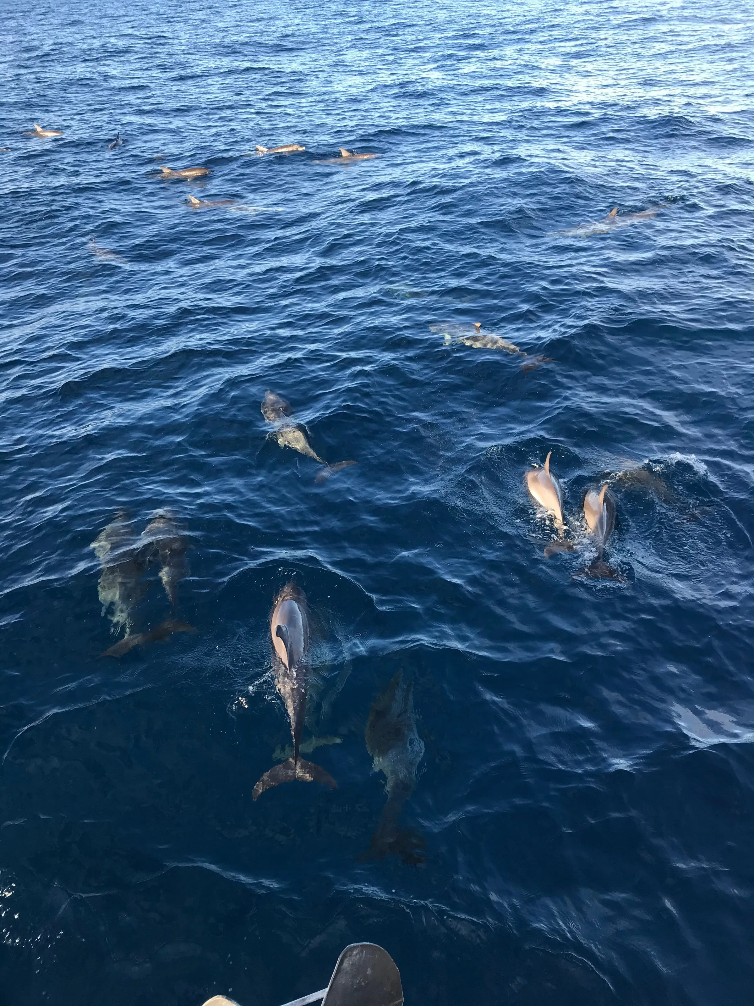 A pod of dolphins swimming just ahead of a boat's bow.