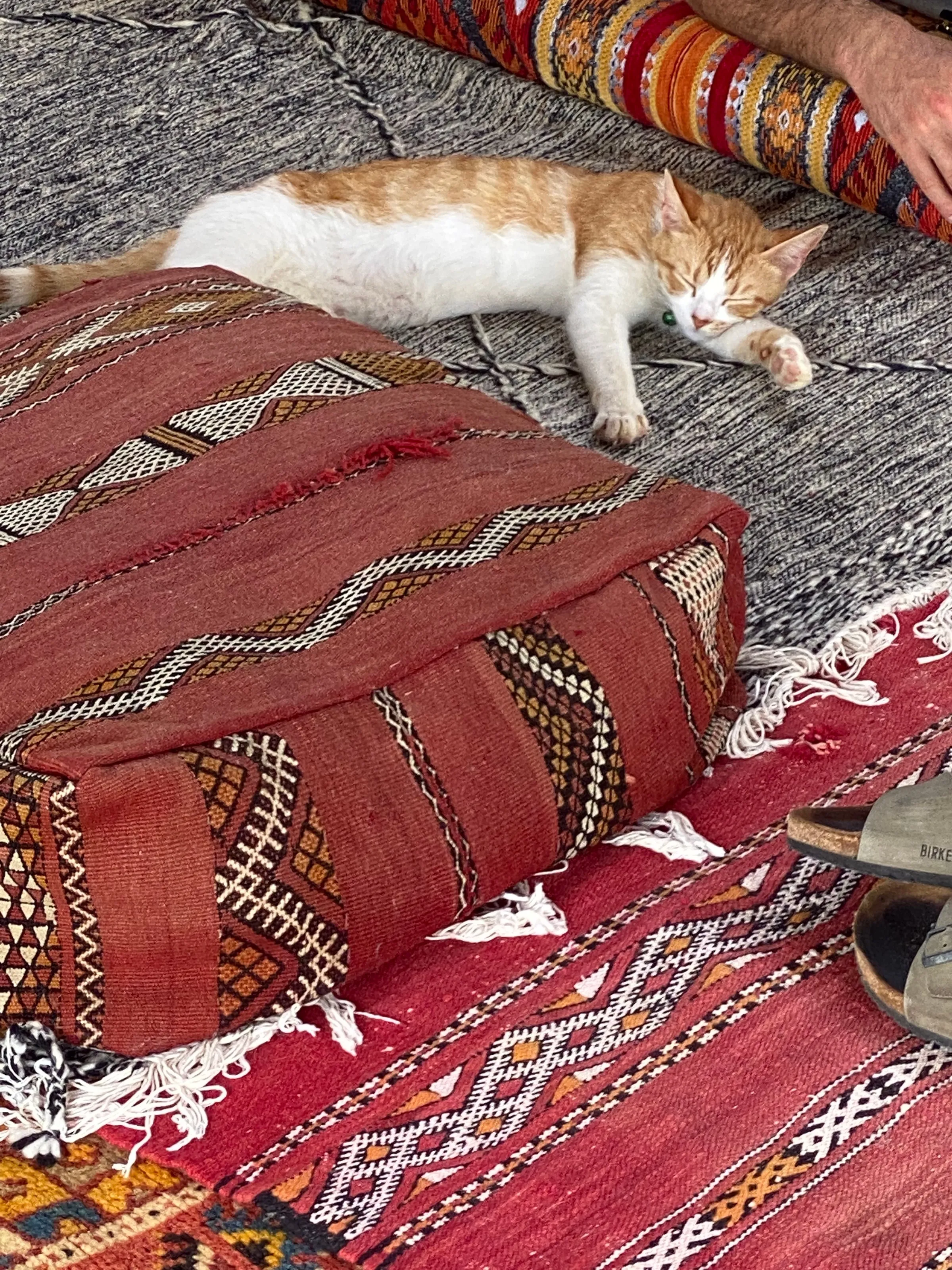 A ginger-and-white cat asleep among red rugs and cushions in the camp's resting area.