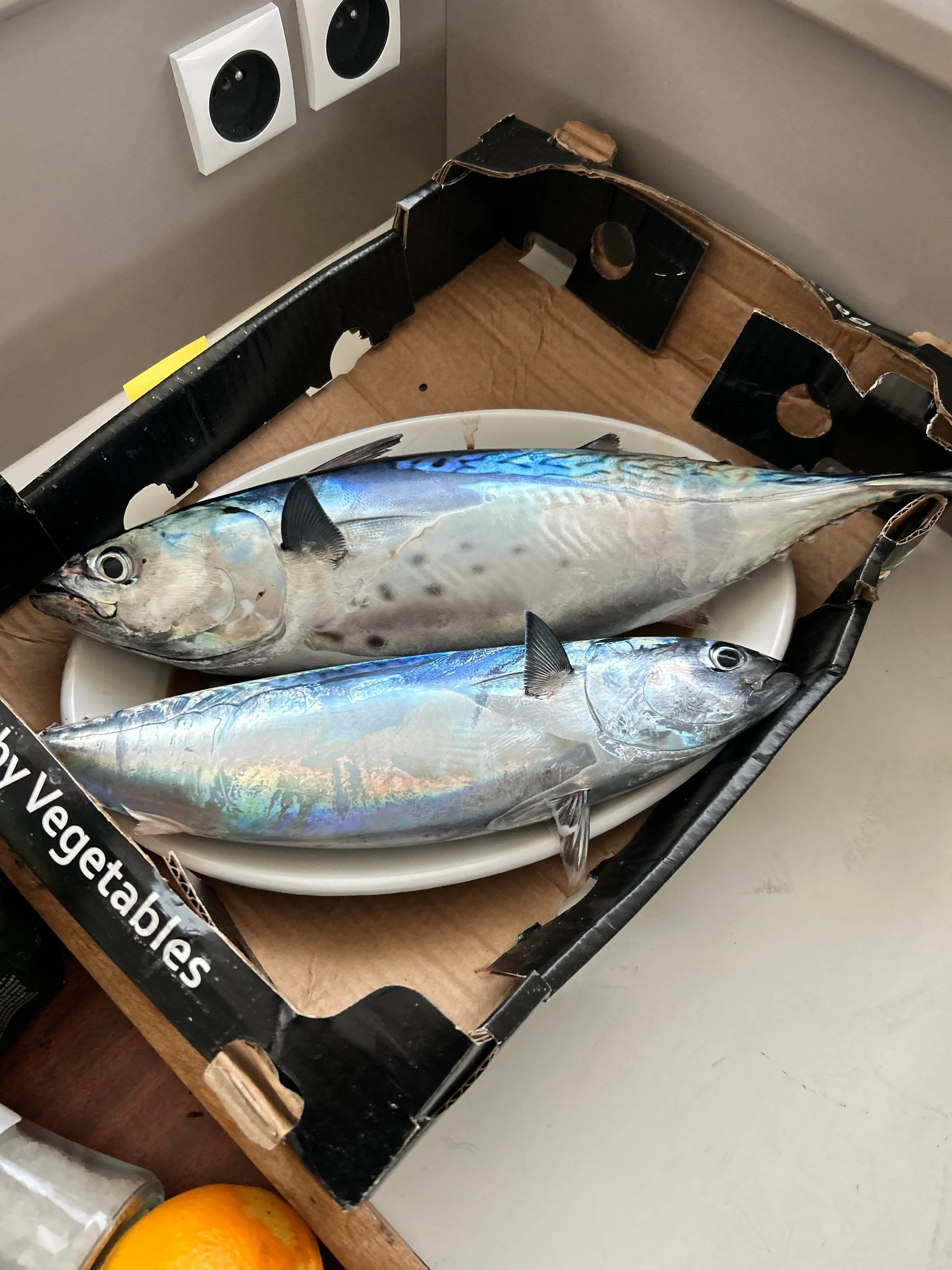 Two silver fish lying in a cardboard box on the boat's table before dinner.