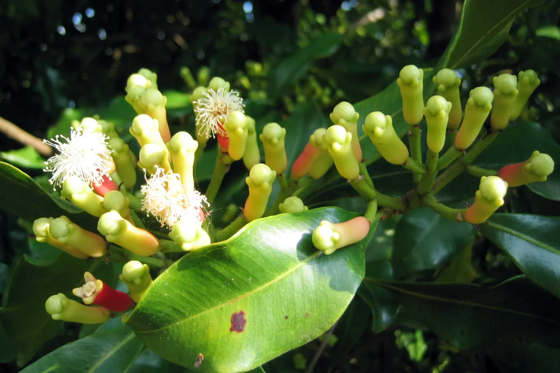 Cloves growing on a branch in Munduk, Bali.