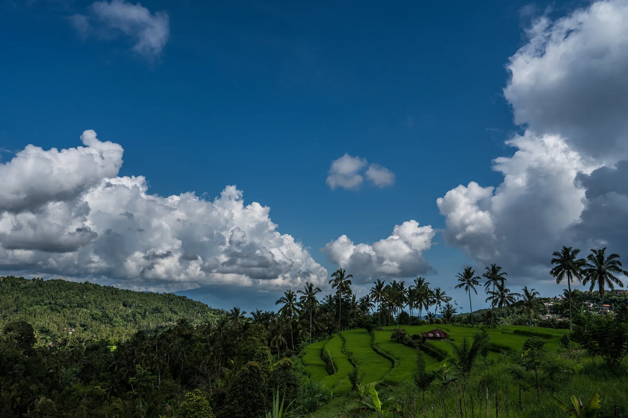 Arrozales en terrazas de la región de Munduk, en Bali, fuera de Munduk Moding Plantation.