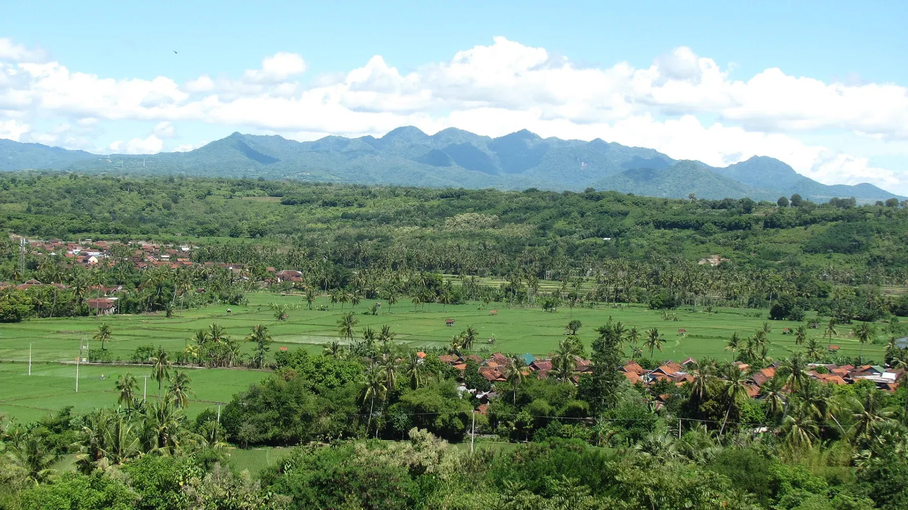 Rice fields near Sumbawa Besar on Sumbawa island.